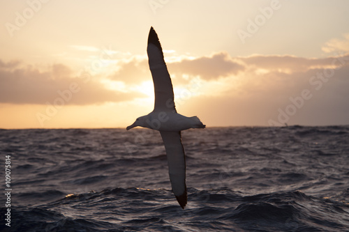  Wandering Albatrosses in Drake Passage © Silver