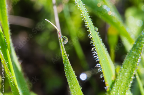 green grass closeup with dew drops