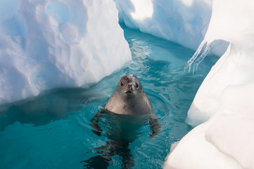 Poster Antarctica Krabbenetende zeehond zwemt in poolwater  © Silver