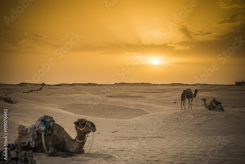 Camello en el desierto del Sáhara, Túnez
