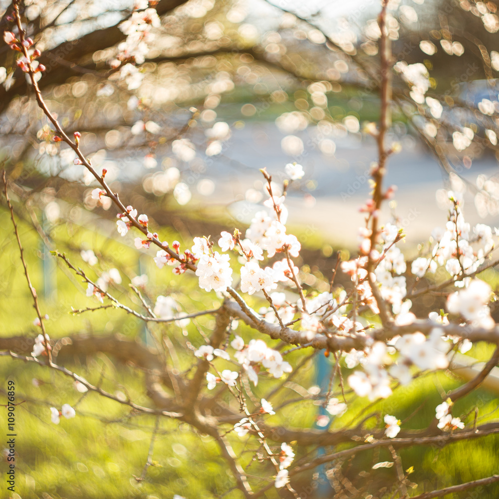Branches and twigs of blooming tree in spring