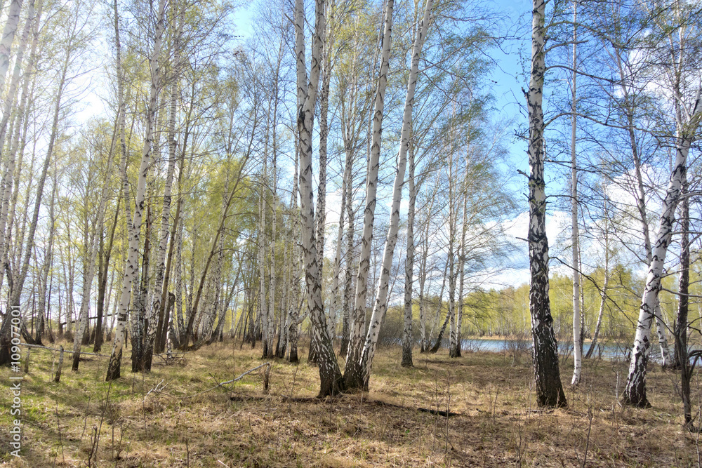 spring birch forest spring birch forest