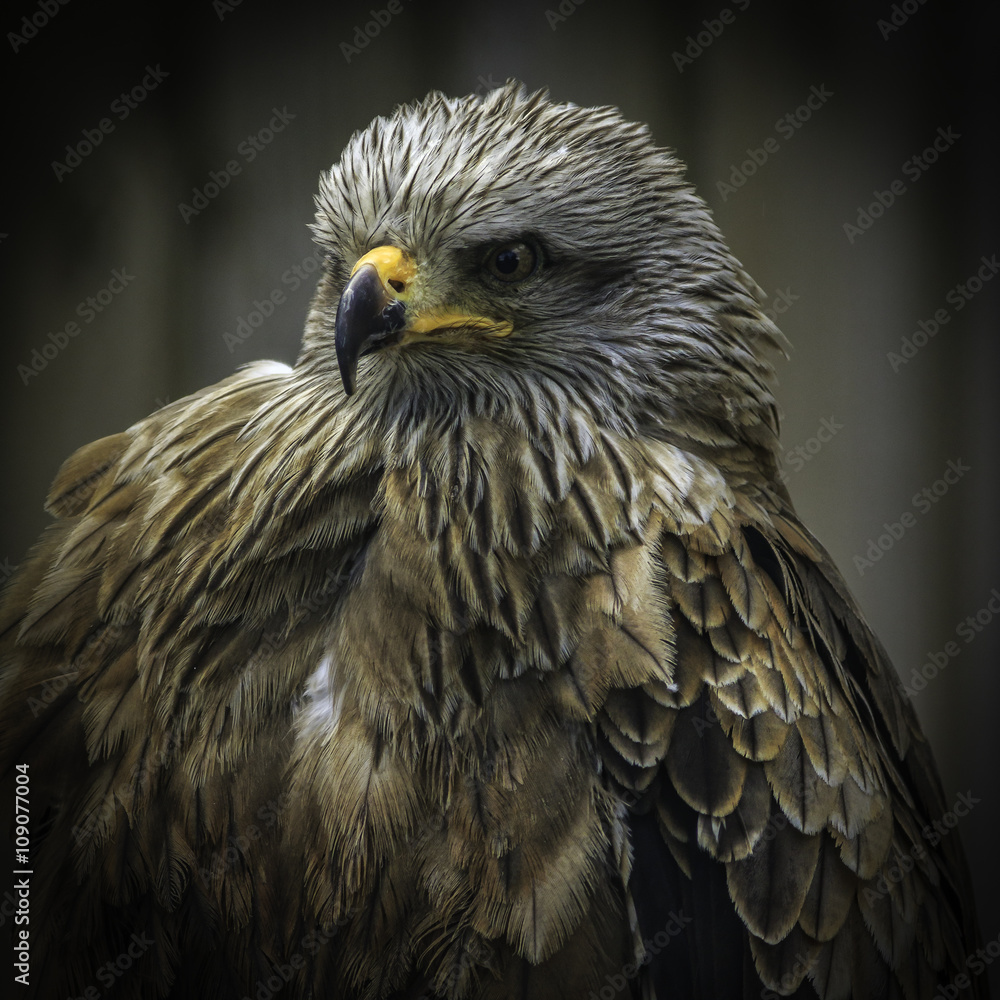 Black kite Black kite