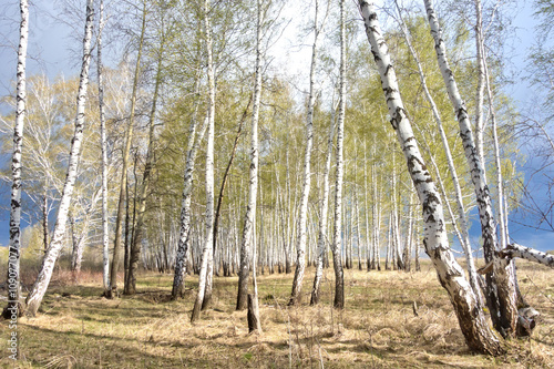 spring birch forest