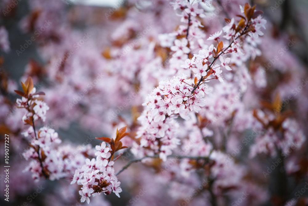 Blossoming branch with with flowers of Prunus cerasifera Blossoming branch with with flowers of Prunus cerasifera