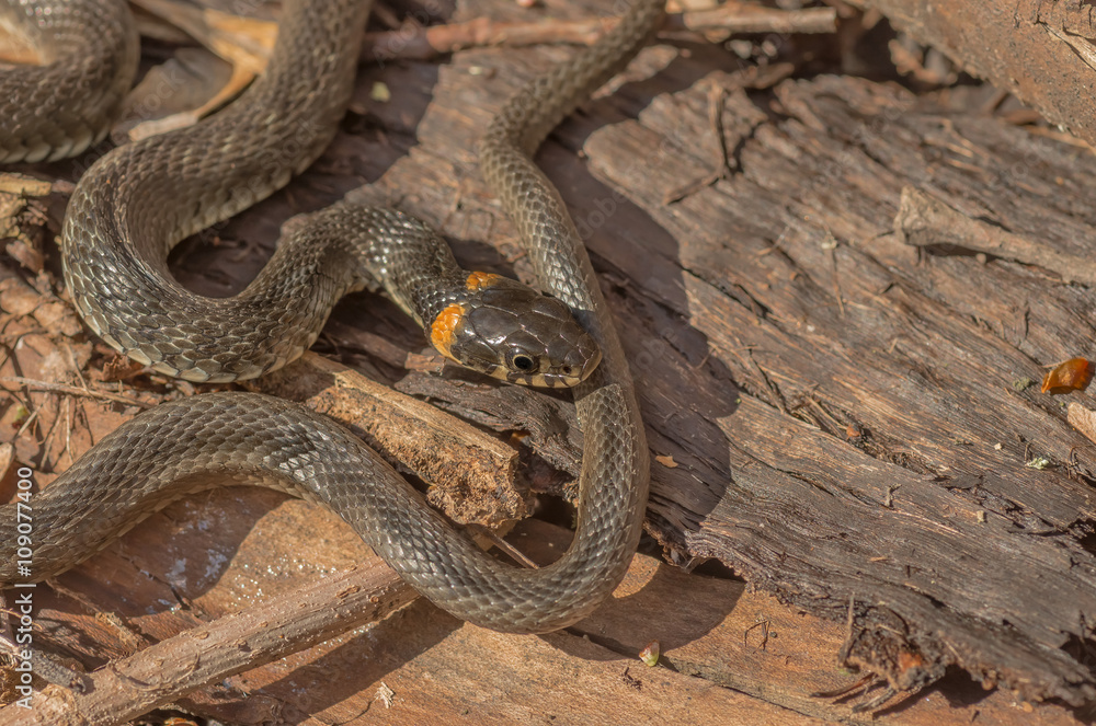 Obraz premium Grass snake close