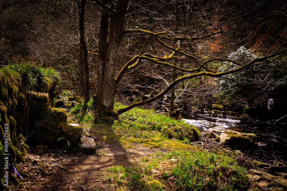 Fototapeta premium Forest Steps