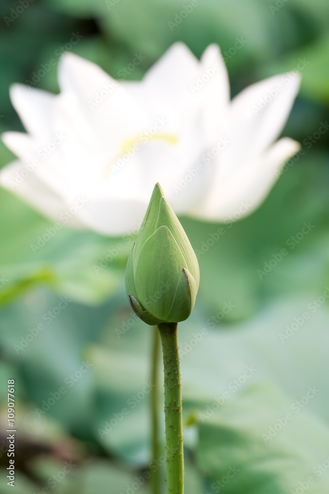 Obraz premium White lotus flower