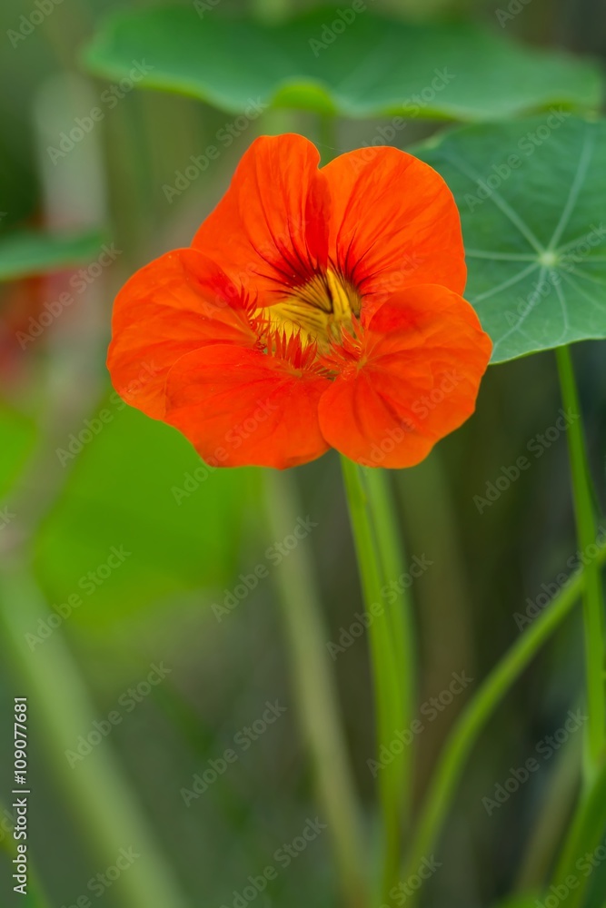 Blüte der Großen Kapuzinerkresse / The large
Nasturtium flower Blüte der Großen Kapuzinerkresse / The large
Nasturtium flower