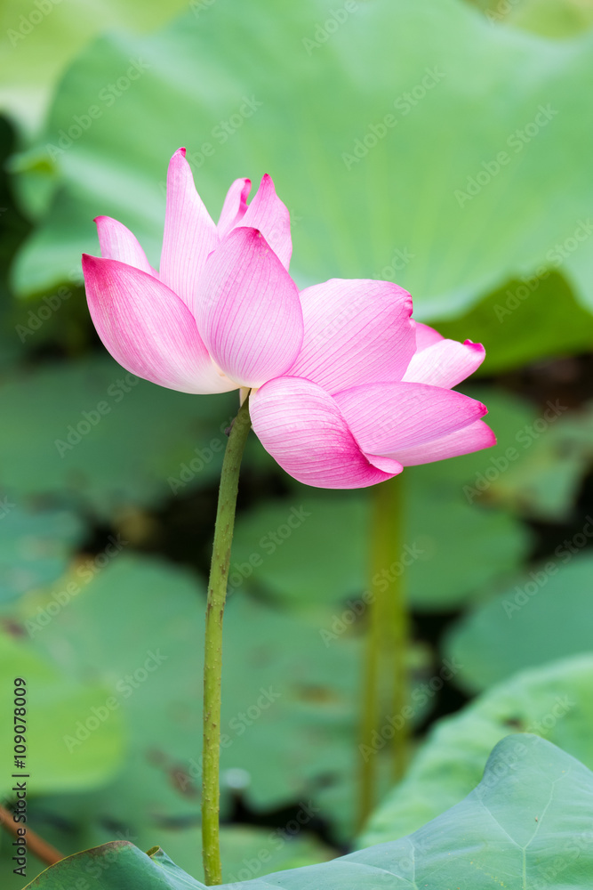 Pink Lotus flower and Lotus flower plants