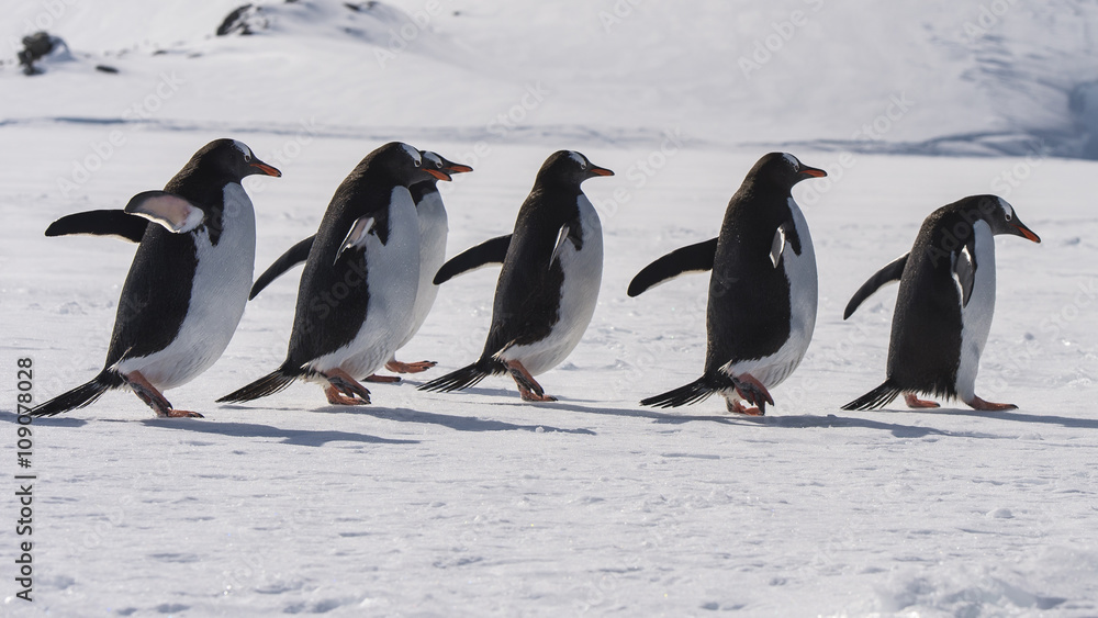 Obraz premium Gentoo Penguin walk on the snow
