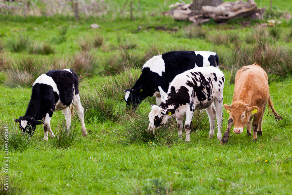 Herd of cows. Cows on the field Herd of cows. Cows on the field