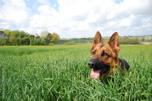 Konstfotografi Cane pastore tedesco nei prati, in mezzo alla natura