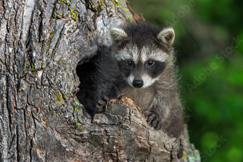 Young Raccoon (Procyon lotor) Sits Up in Knothole