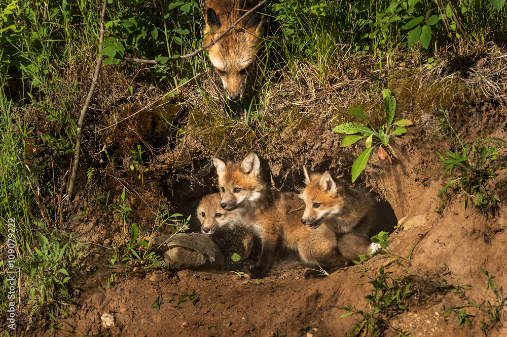 Red Fox Kits in Den (Vulpes vulpes) Mother Watching from Above