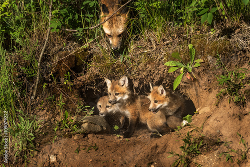 Red Fox Kits in Den  Vulpes vulpes  Mother Watching from Above