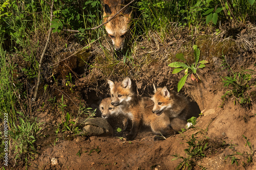 Obraz na płótnie Red Fox Kits in Den (Vulpes vulpes) Mother Watching from Above w salonie