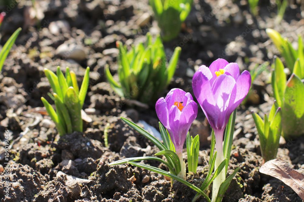 first spring flower Crocus, violet color first spring flower Crocus, violet color