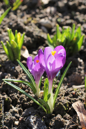 first spring flower Crocus, violet color