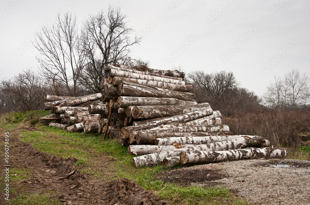 The birch firewood