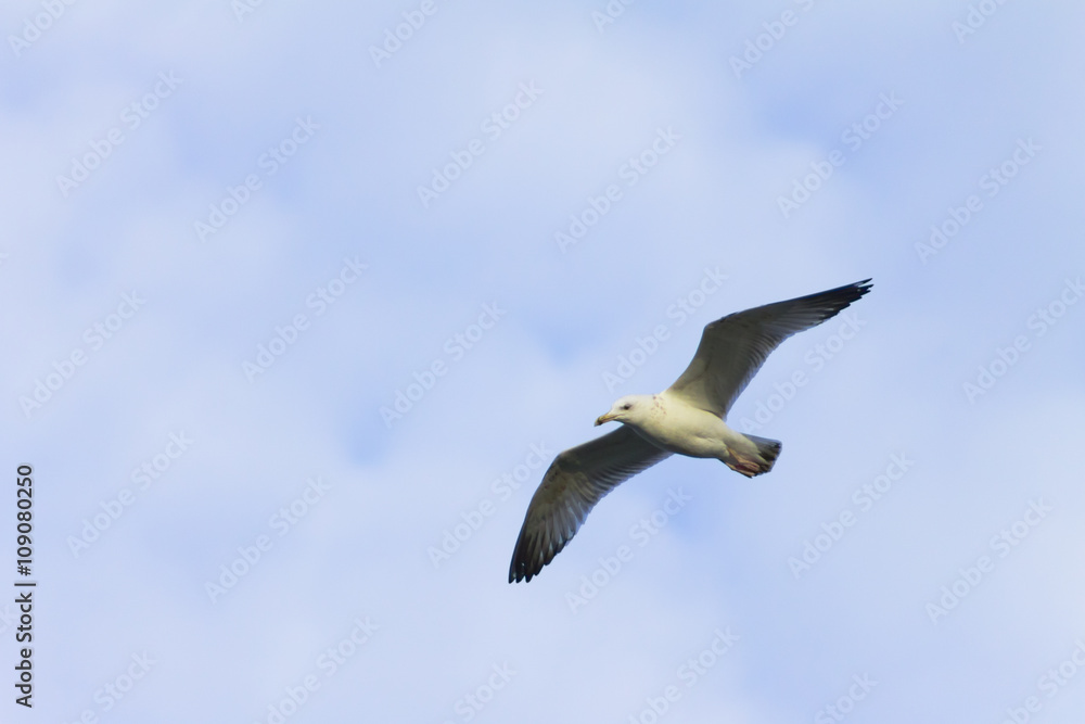 Seagull, cormorant flies and seeks out prey Seagull, cormorant flies and seeks out prey