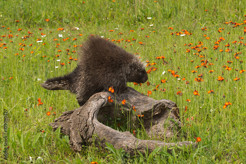 Porcupine (Erethizon dorsatum) Standing on Log photo