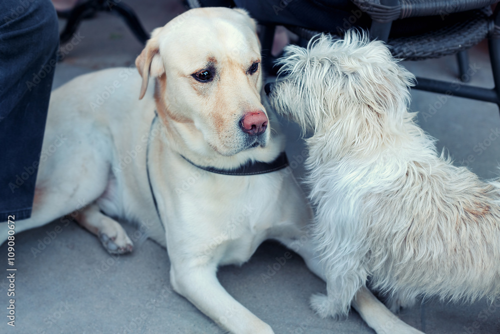 Beautiful Labrador retriever and cute maltese dog Beautiful Labrador retriever and cute maltese dog