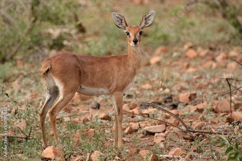 Steenbok watching attentively the source of the disturbance before bounding off into the bush