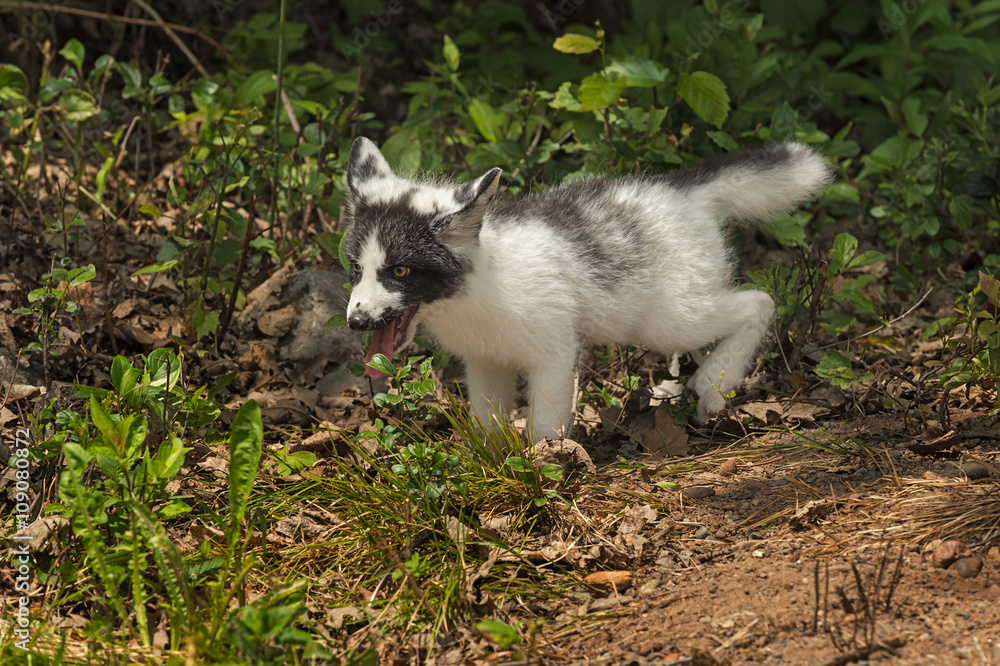 Marble Fox (Vulpes vulpes) Frolics Marble Fox (Vulpes vulpes) Frolics