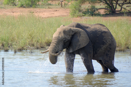 African Elephant bull drinking and showering himself with water at a remote waterhole