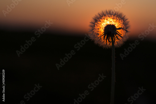 dandelion on a background of the sun