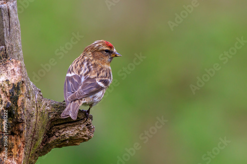 Photos lesser redpoll  (Acanthis cabaret)