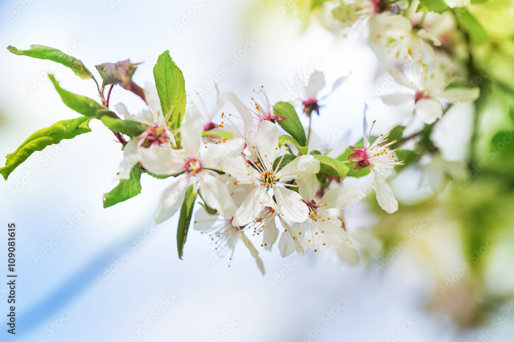 Orchard cherry blossom tree in spring outdoors Orchard cherry blossom tree in spring outdoors
