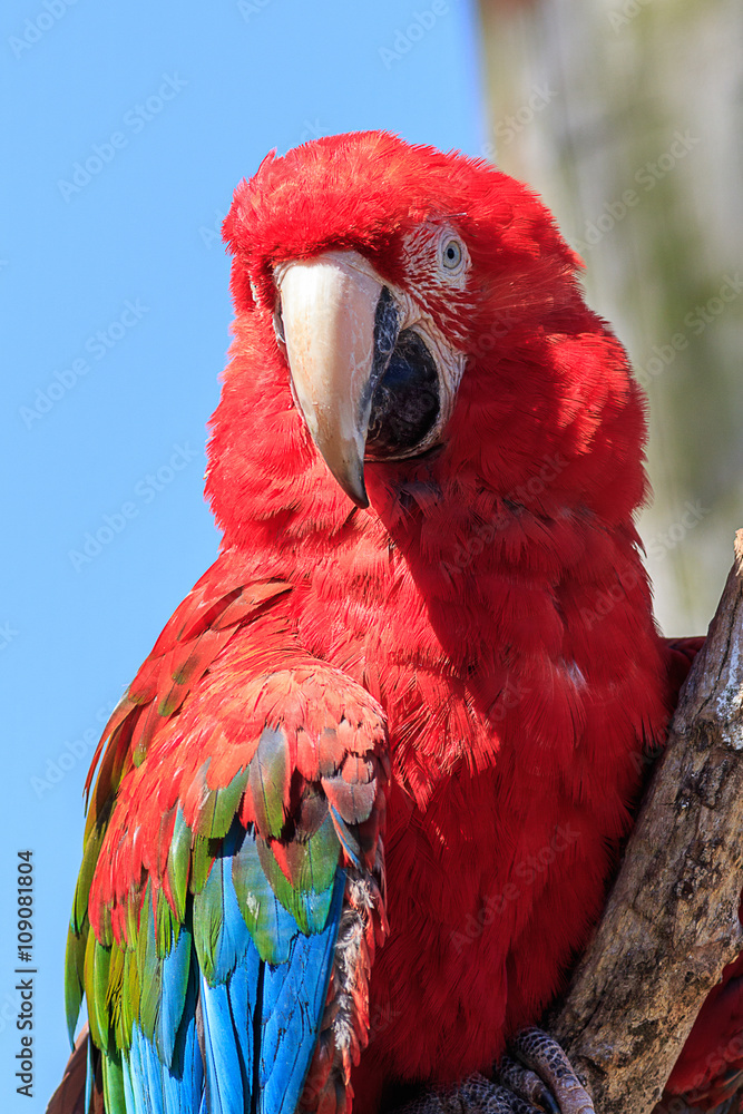 Naklejka premium Red-and-green macaw