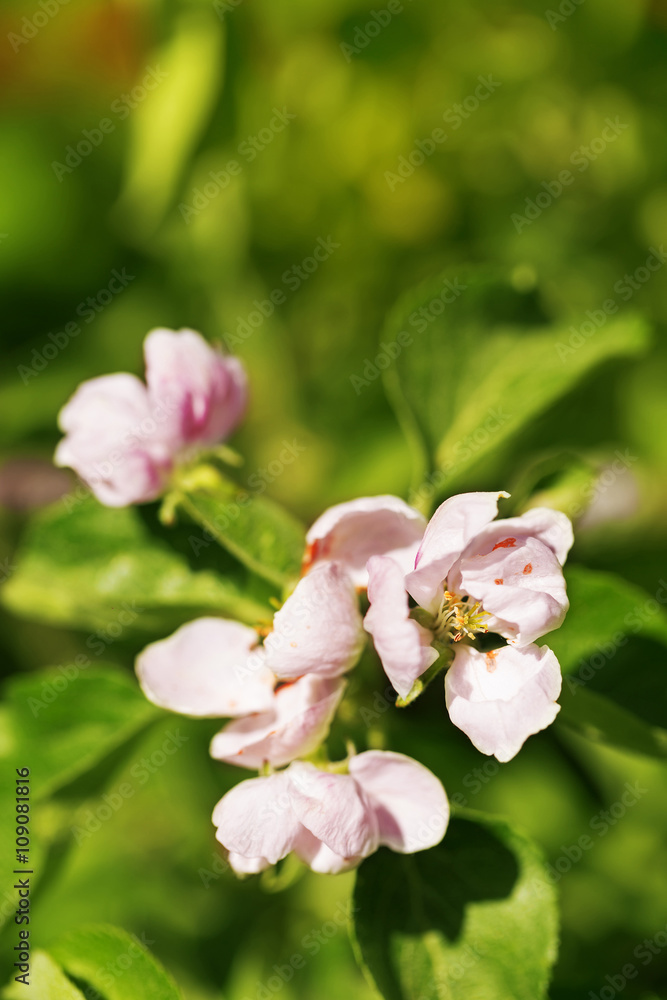 Orchard apple blossom tree in spring outdoors Orchard apple blossom tree in spring outdoors