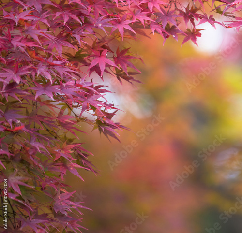 autumnal background, slightly defocused red marple leaves