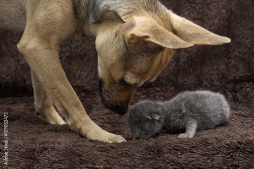 dog and baby cat © aaali