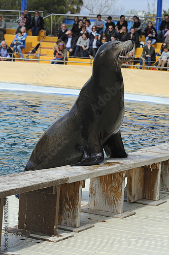 seal at marineland park