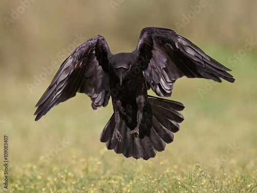 Common raven (Corvus corax)