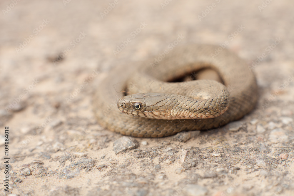 Snake in a posture Snake in a posture