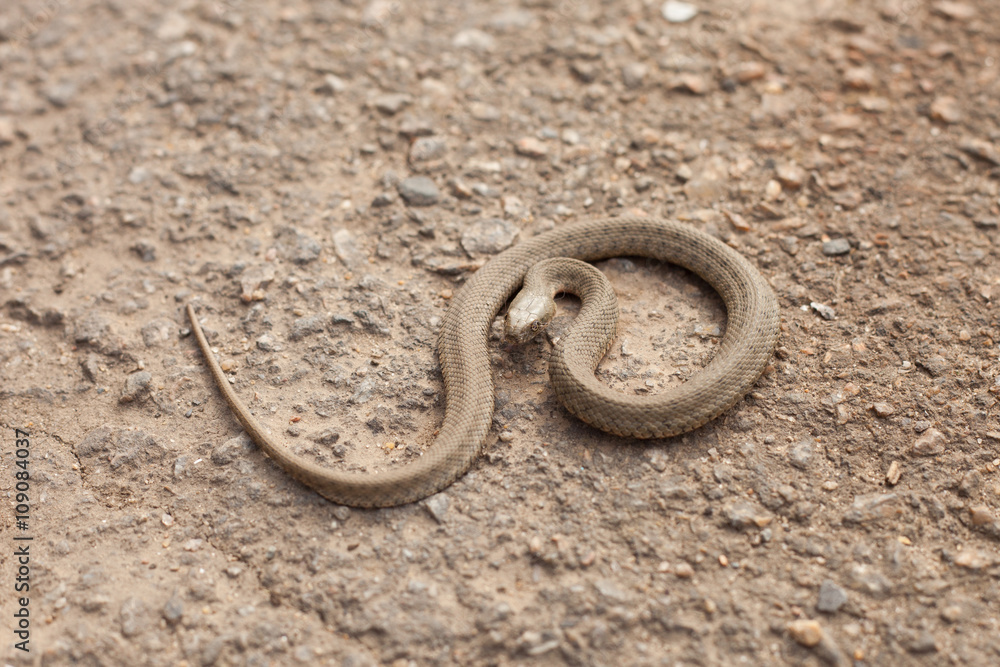 Snake in a defensive posture Snake in a defensive posture