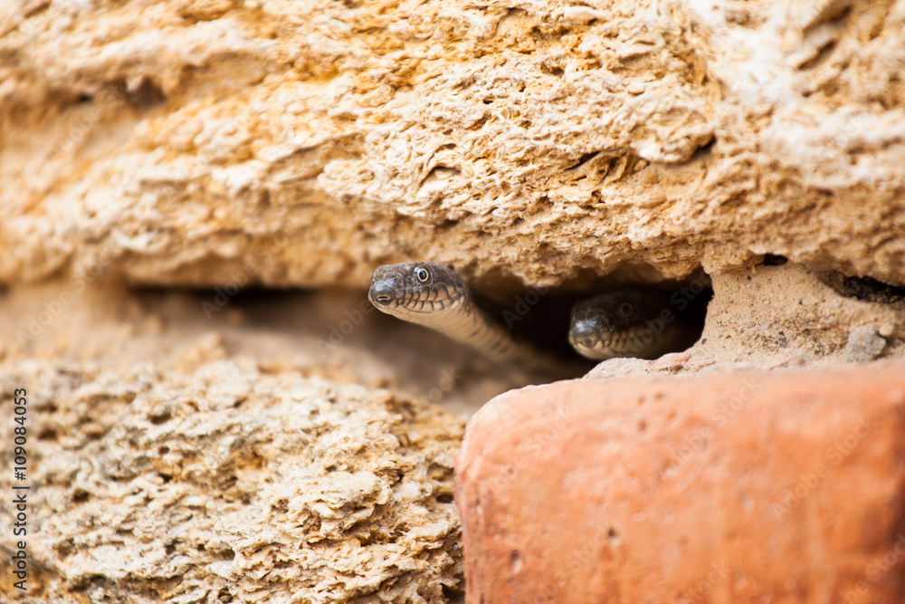 Obraz premium Two snakes in the burrow