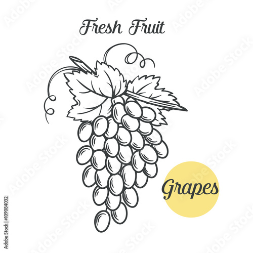 grapes in the old ink style