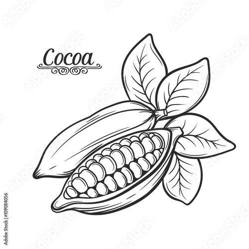  Hand drawn cocoa bean. 
