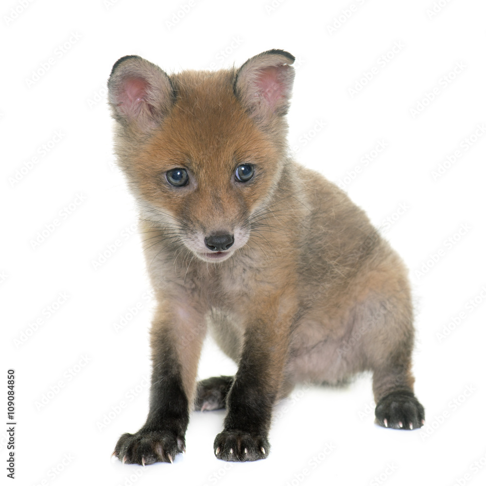 Fototapeta premium fox cub in studio