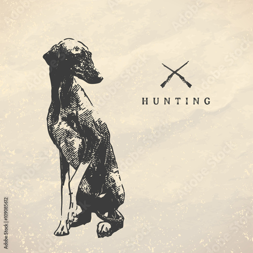 Hunting dog. Vintage illustration.