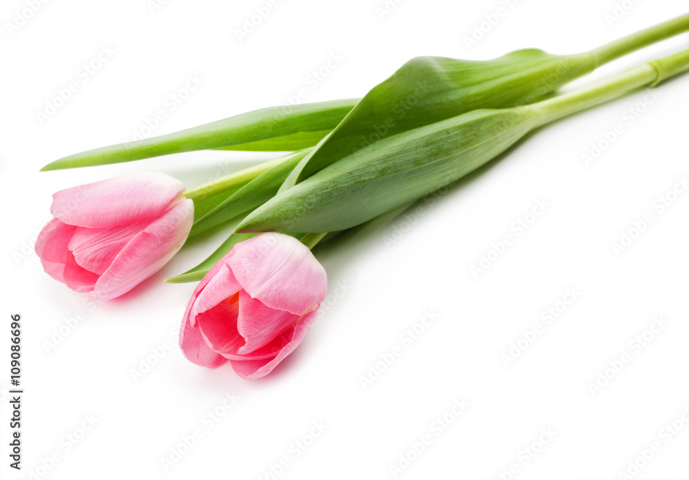 Spring flower tulips bouquet isolated on white Spring flower tulips bouquet isolated on white