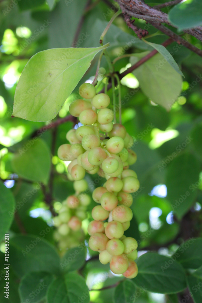 branches of schisandra with green not ripe berries branches of schisandra with green not ripe berries