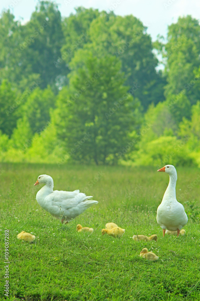 Obraz premium white geese on the meadow