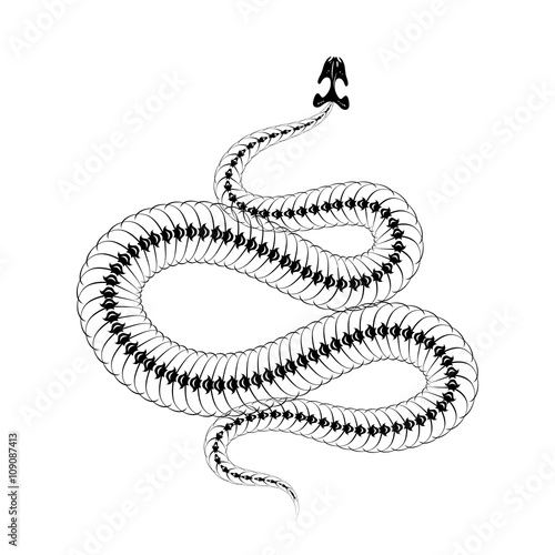 Skeleton snake isolated on white background.